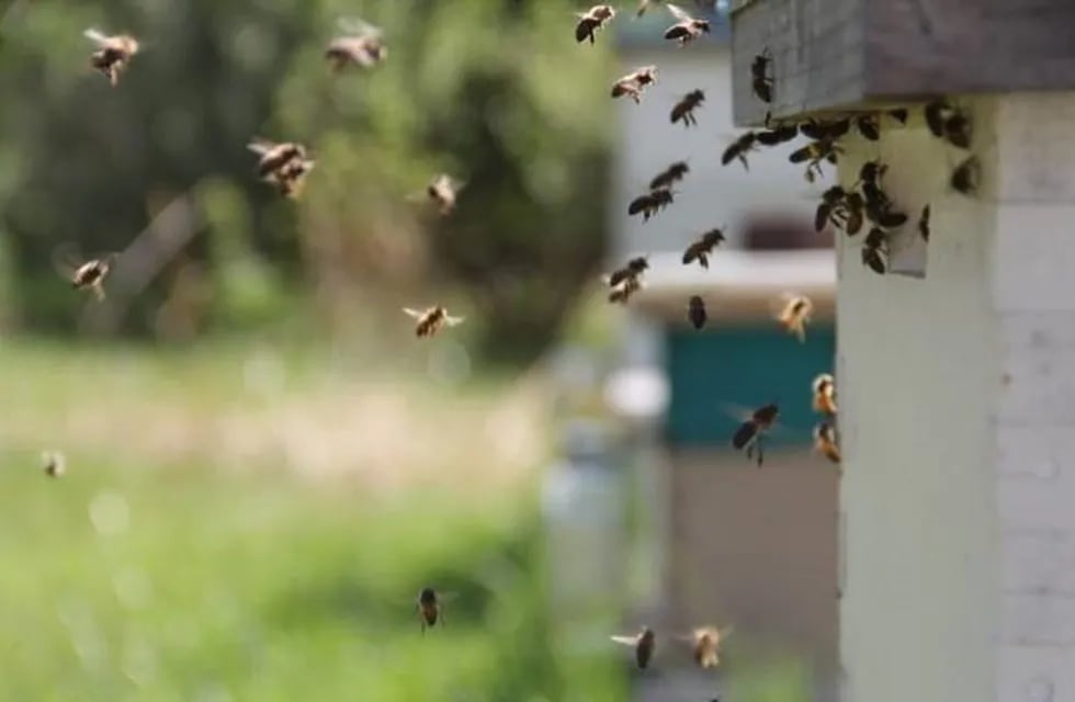 Gran cantidad de abejas en Eldorado.