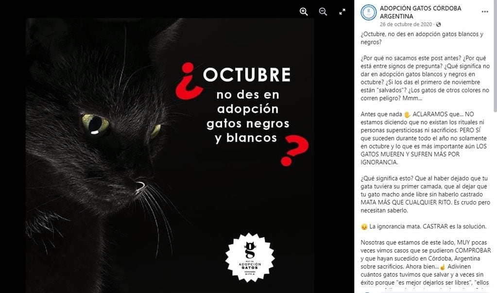 Se recomienda no dar en adopción a gatos negros durante octubre.