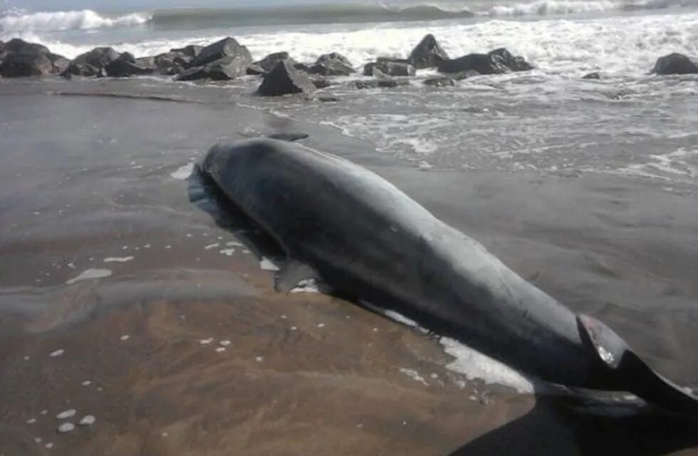 Delfín hallado muerto en Mar del Plata (Foto: El Marplatense)