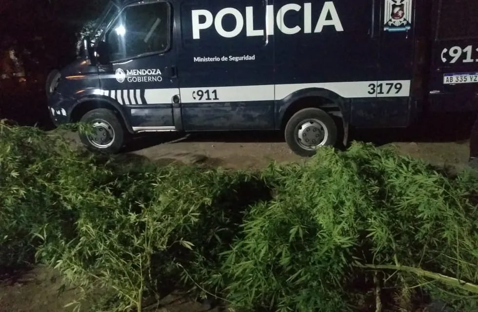 Los uniformados secuestraron plantas de marihuana. Imagen ilustrativa