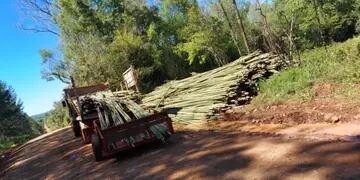 Frenan el robo de cañas tacuaras en Santo Pipó y Puerto Rico