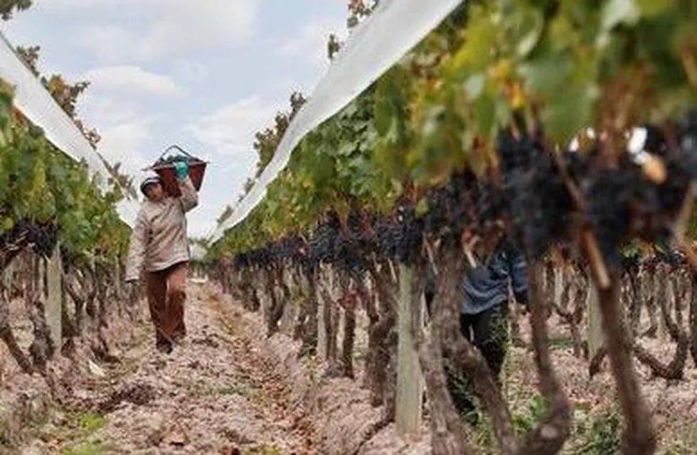 El Gobierno de Mendoza prevé un crédito de mil millones de pesos para incluir en ese fondo y salir a rescatar la vitivinicultura.