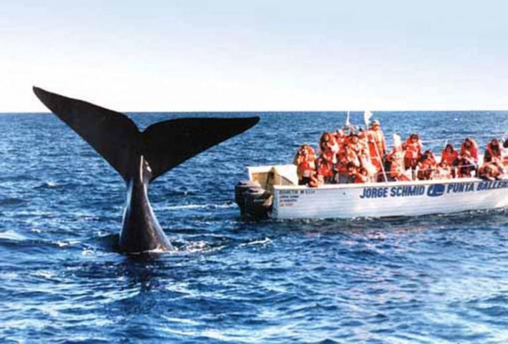 Cientos de turistas se ven atraídos por las ballenas