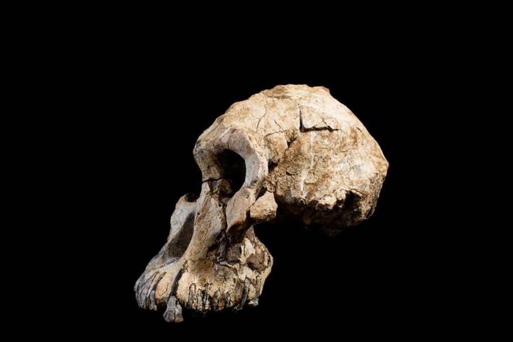 El cráneo fósil pertenece a un intervalo de tiempo entre hace 4,1 y 3,6 millones de años (AP)