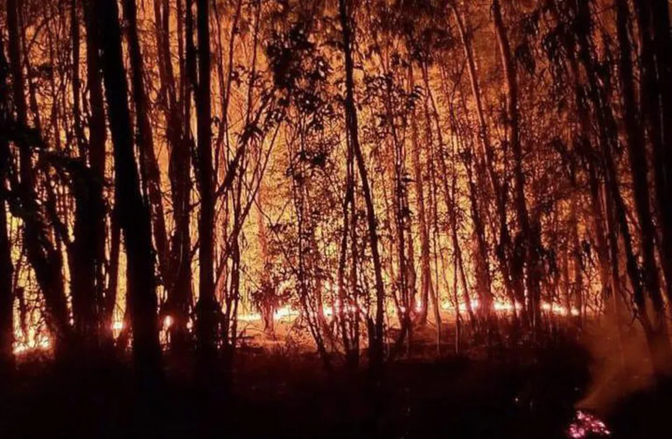 Parque Pereyra Iraola: 150 bomberos trabajan en apagar un incendio que ya abarca más de 40 hectáreas