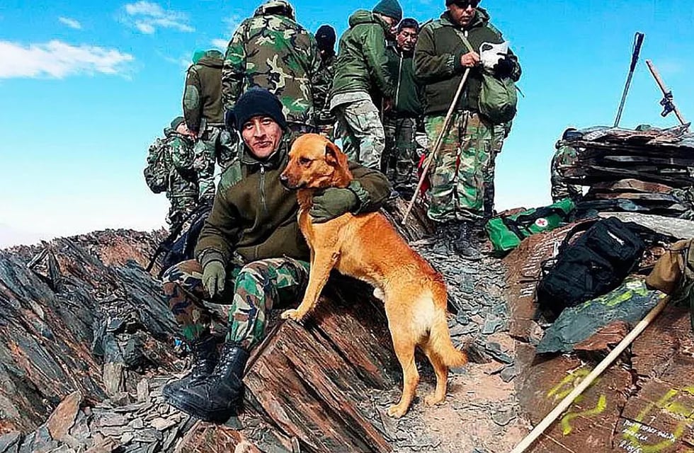 Desde épocas antiguas, los perros acompañaron a los soldados en el campo de batalla.