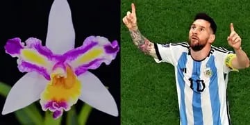 Obereño le puso el nombre de Lionel Messi a una orquídea híbrida