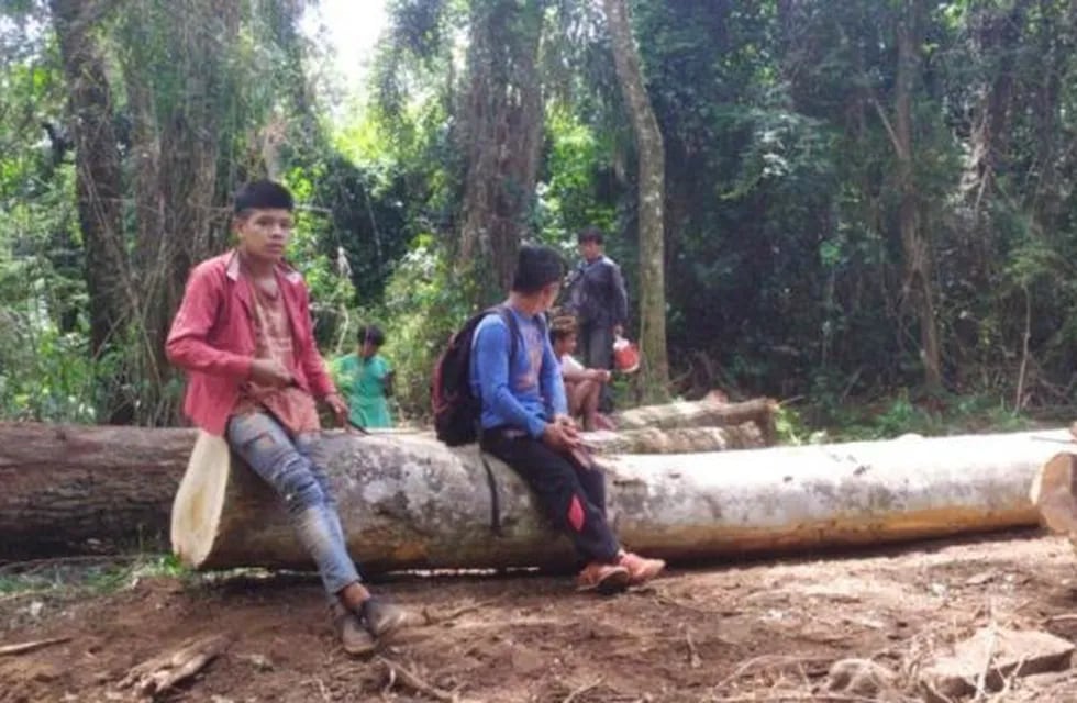 Integrantes de las comunidades instalaron un campamento para evitar que continúe la extracción de madera nativa.