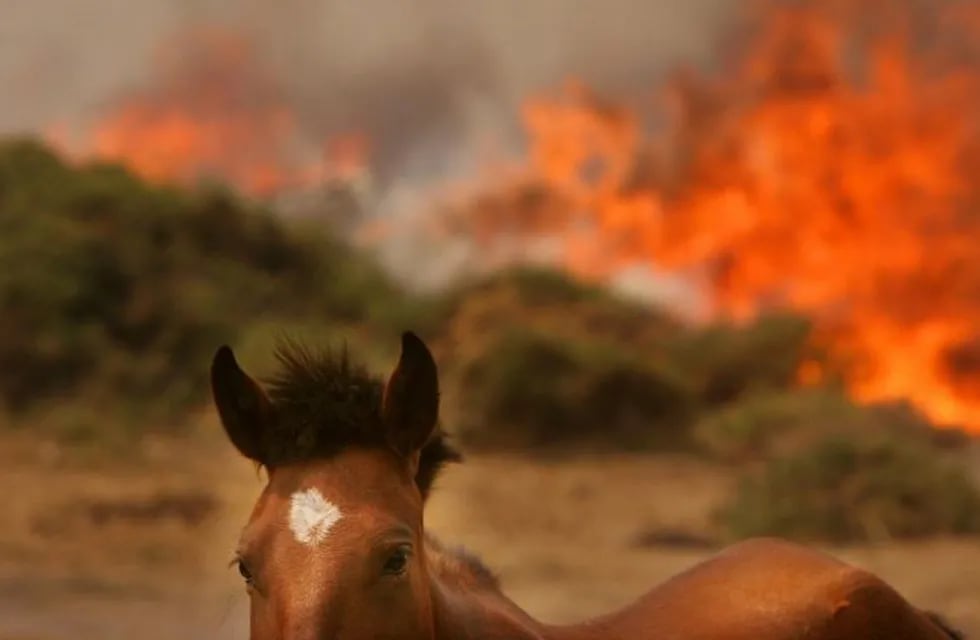 El incendio y los animales. (Foto: imagen ilustrativa / La Voz).