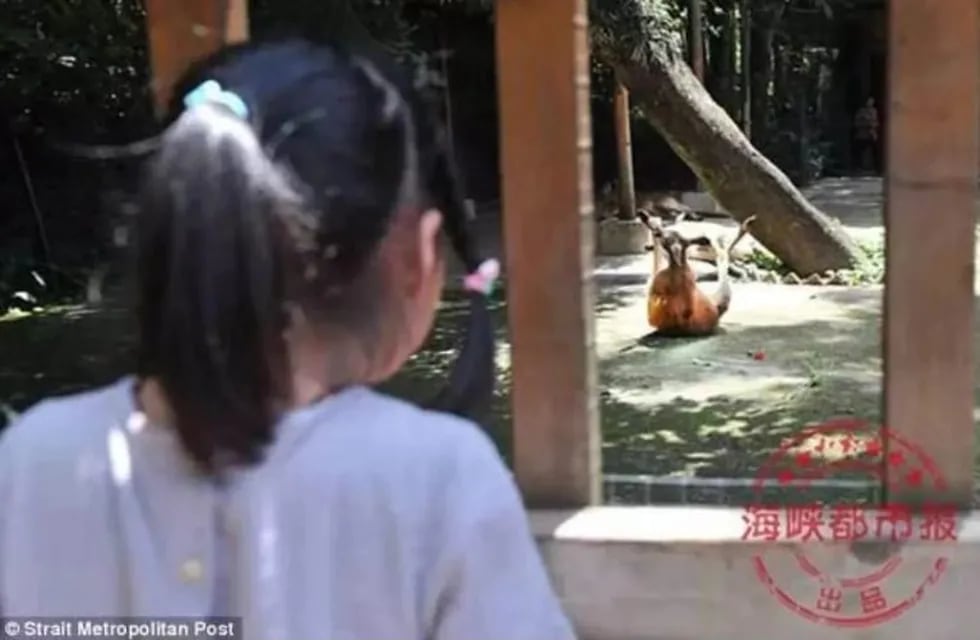 Brutal ataque en un zoo de China: turistas querían hacer saltar a un canguro y lo mataron a piedrazos