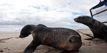 lobos marinos rescatados