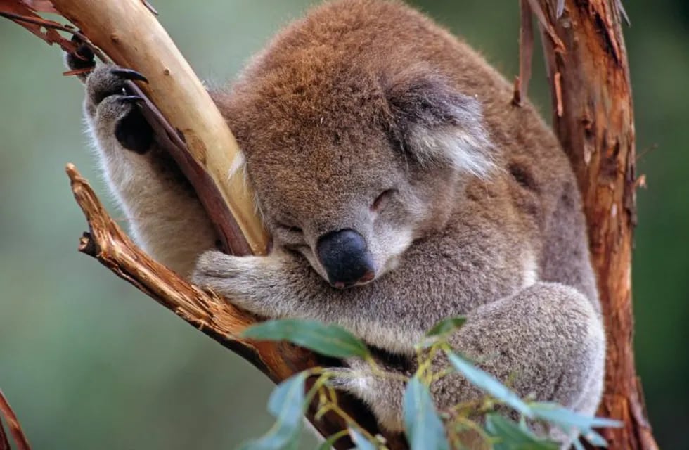 Koala (foto: Warwick Sloss/WWF/dpa)