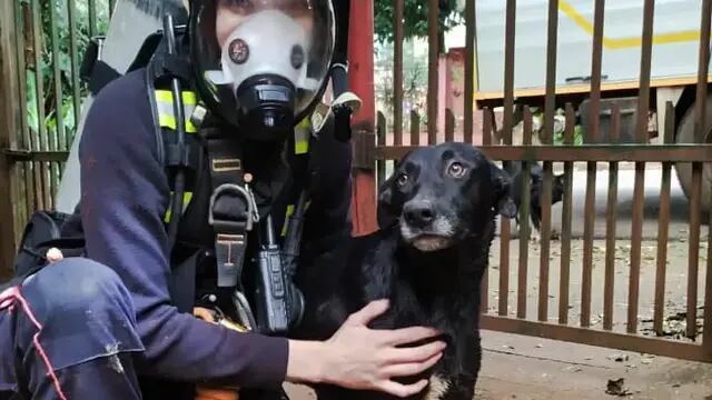 Bomberos de Iguazú rescatan a un perro que cayó a un pozo de 12 metros