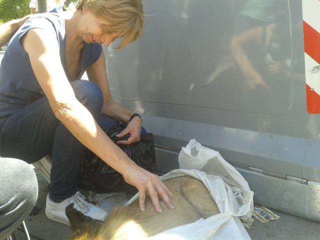Silvia Meyer (FOTO) en diciembre de 2013 asistiendo a un perro callejero que murió tras la explosión de una bomba en manifestación municipal