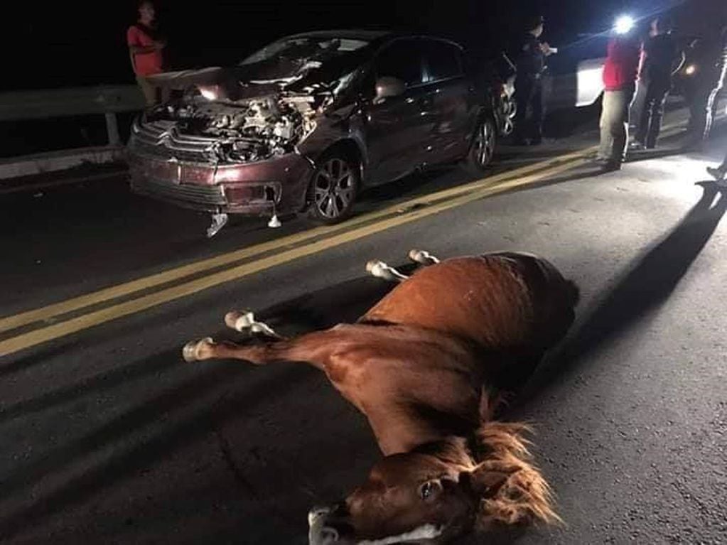 Accidente con un equino