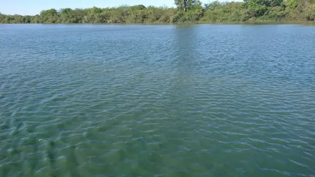 Cianobacterias o algas verdes en el río Gualeguaychú