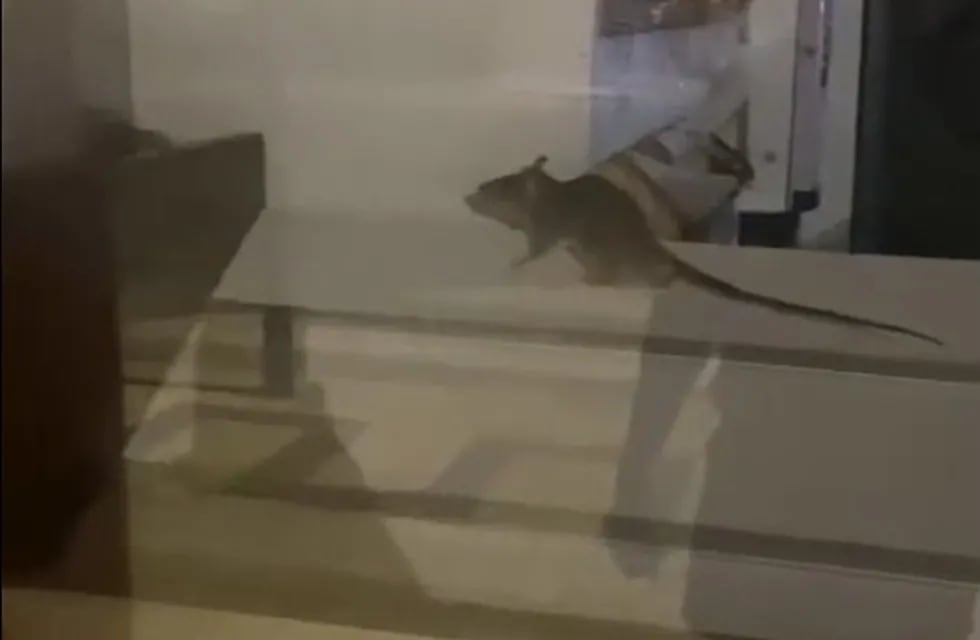 Una joven captó el momento exacto en el que el roedor caminaba sobre las estanterías.