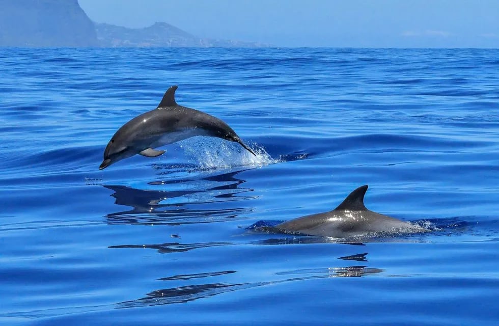 Se conoció un impresionante video de delfines nadando con un perro