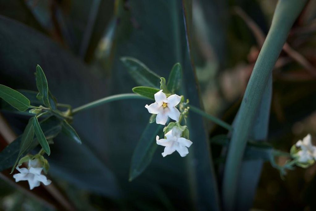 Plantas aromáticas: una brisa deliciosa que llena de alegría nuestro hogar