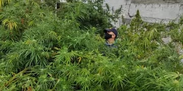 Hallaron 53 plantas de marihuana en una casa en Maipú