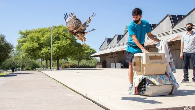 Liberación de aves en Ciudad de Mendoza
