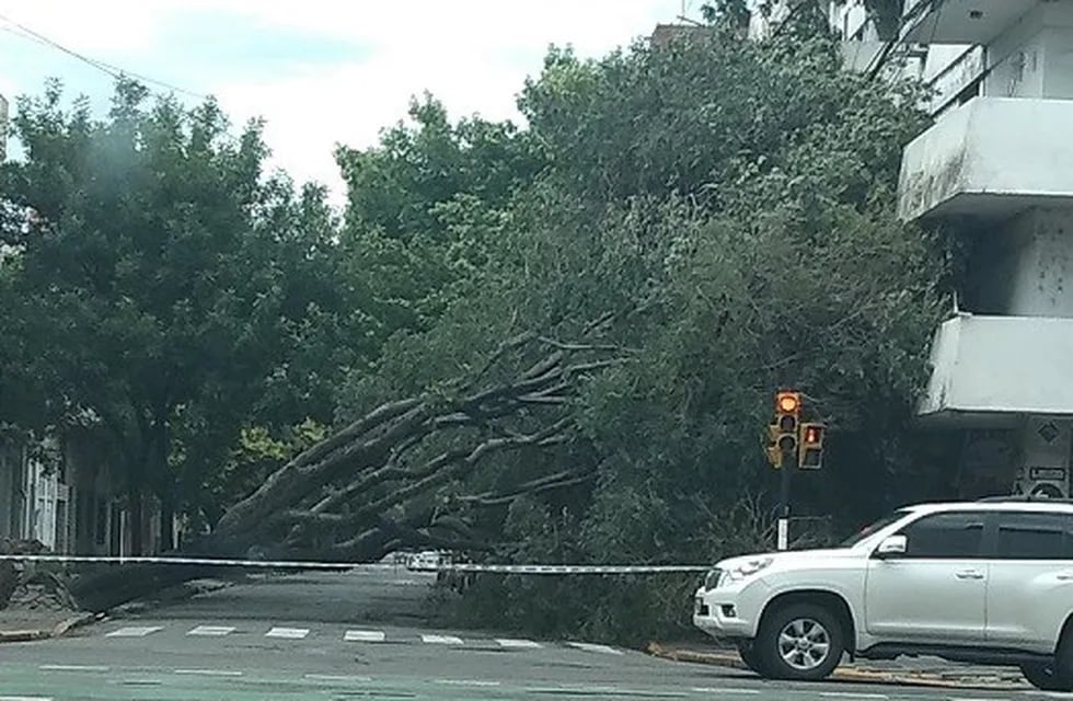 Varios árboles cayeron en la ciudad de Rosario. (@gerpe30)