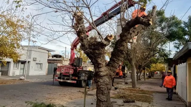 Erradicación de árboles en mal estado en San Rafael