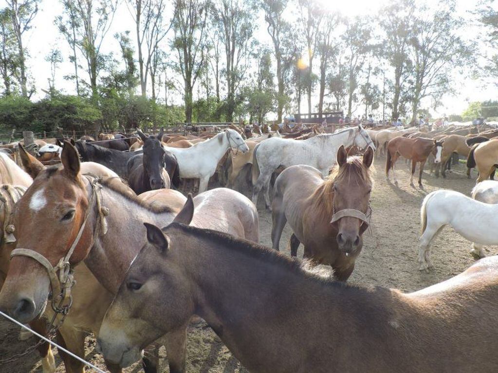 Piden ayuda económica para dar de comer a los caballos abandonados.