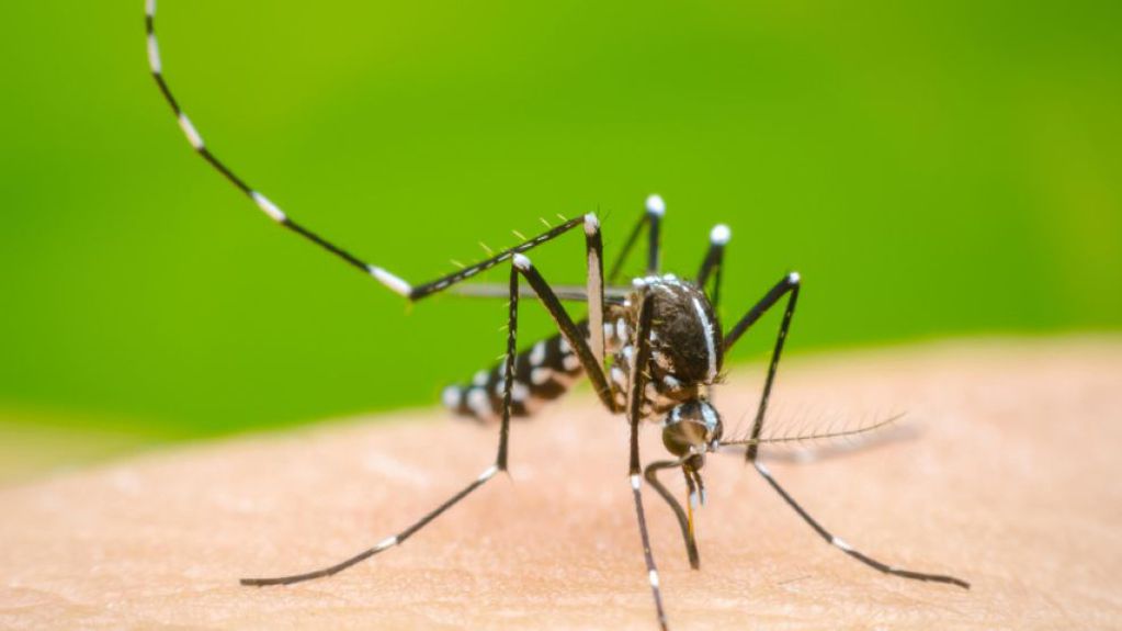 El mosquito Aedes aegypti, el responsable de transmitir el virus.