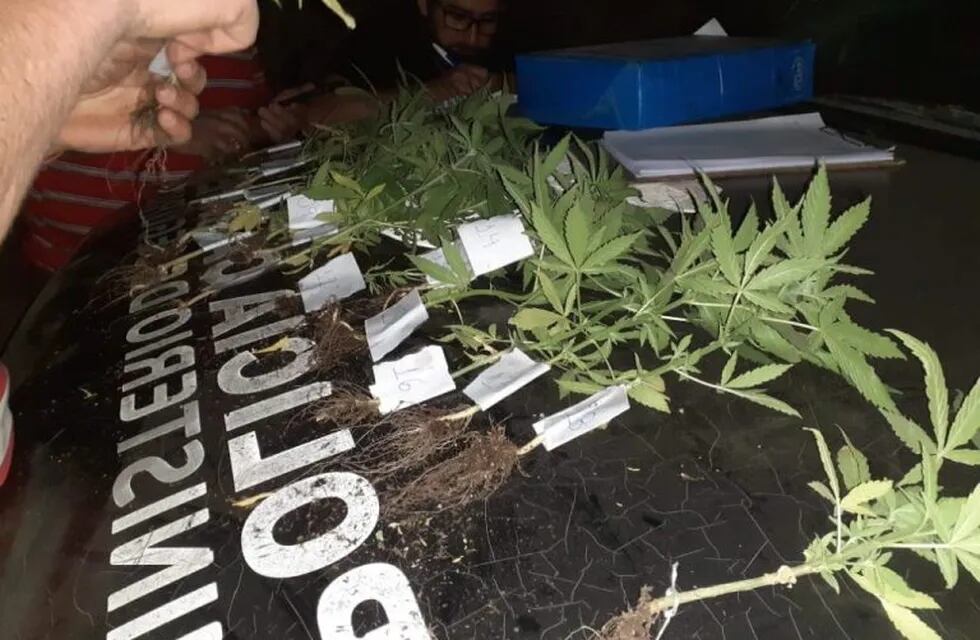 Plantines de marihuana secuestrada en Candelaria (San Luis)