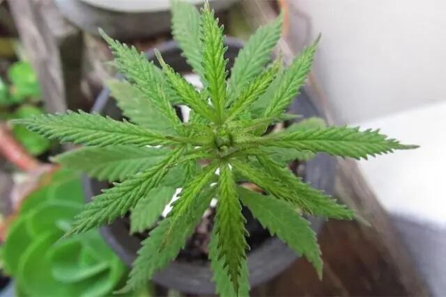 Plantas de Marihuana en Nogolí