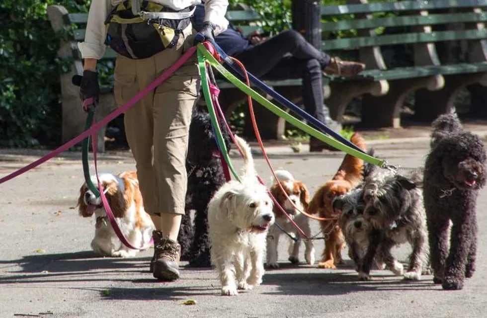 Volvieron a trabajar los paseadores de perros en la Ciudad de Buenos Aires