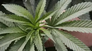 Marihuana. Una planta de Cannabis, cultivada en una maceta, en una casa particular (AP / Archivo).