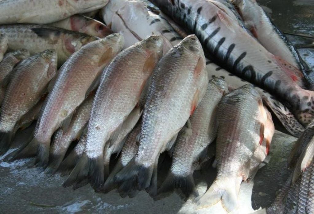 Sólo se podrá comprar dos kilos de pescado por personas.