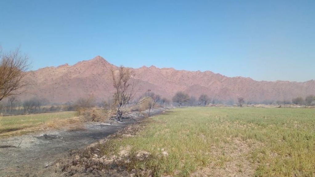 Los incendios forestales en Huaco eliminaron gran parte de la flora y fauna autóctona.