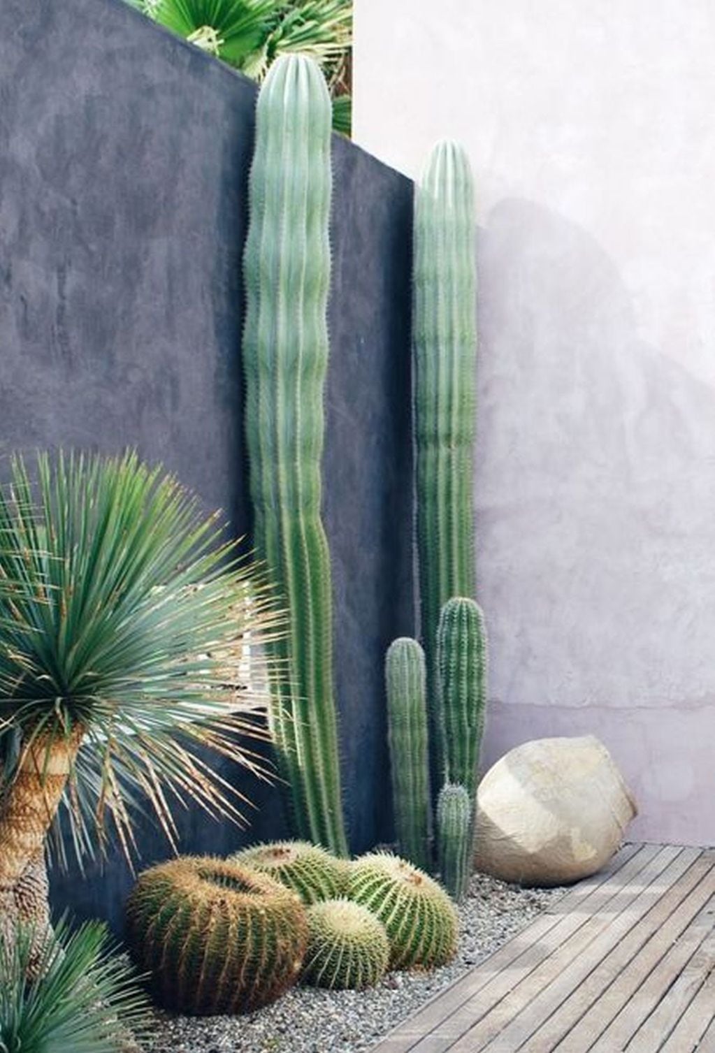 Los cactus deben estar en espacios exteriores
