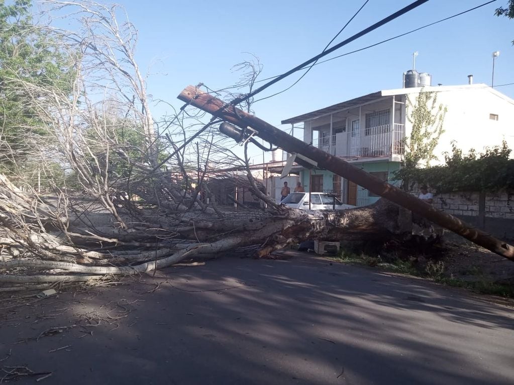 El viento Zonda dejó árboles caídos y una de las zonas más afectadas fueron Malargüe  y San Rafael. - Gentileza