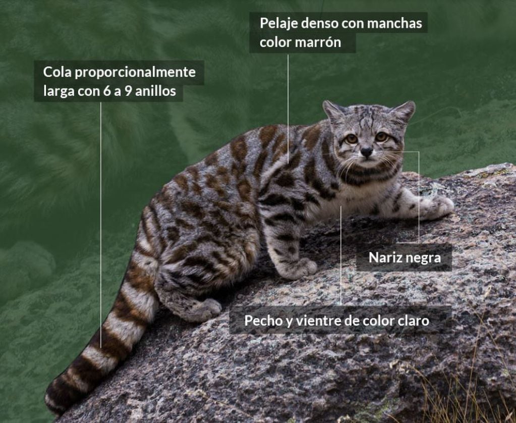 Gato Andino- Características
