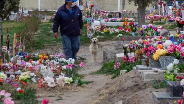 Bobby, el perro que alivia el dolor en el cementerio de Roca