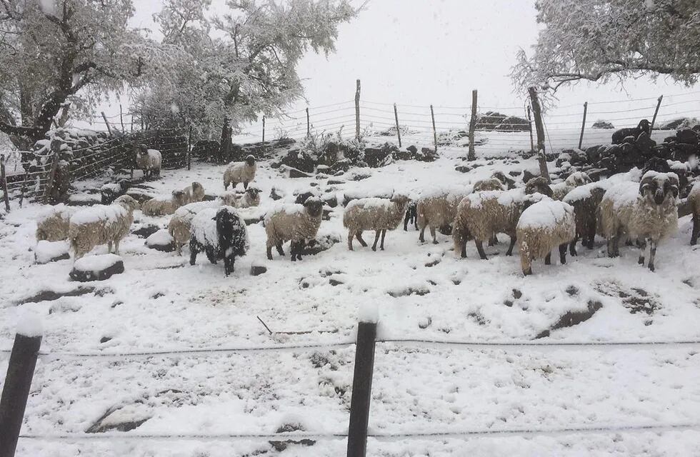 Alpa Corral amaneció cubierta de nieve (Gentileza).