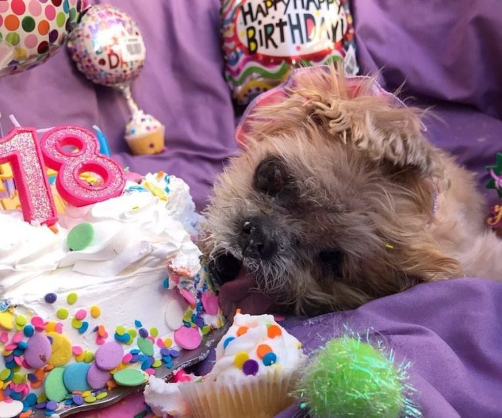 La perrita el día de su cumpleaños número 18. (Instagram/@marniethedog)