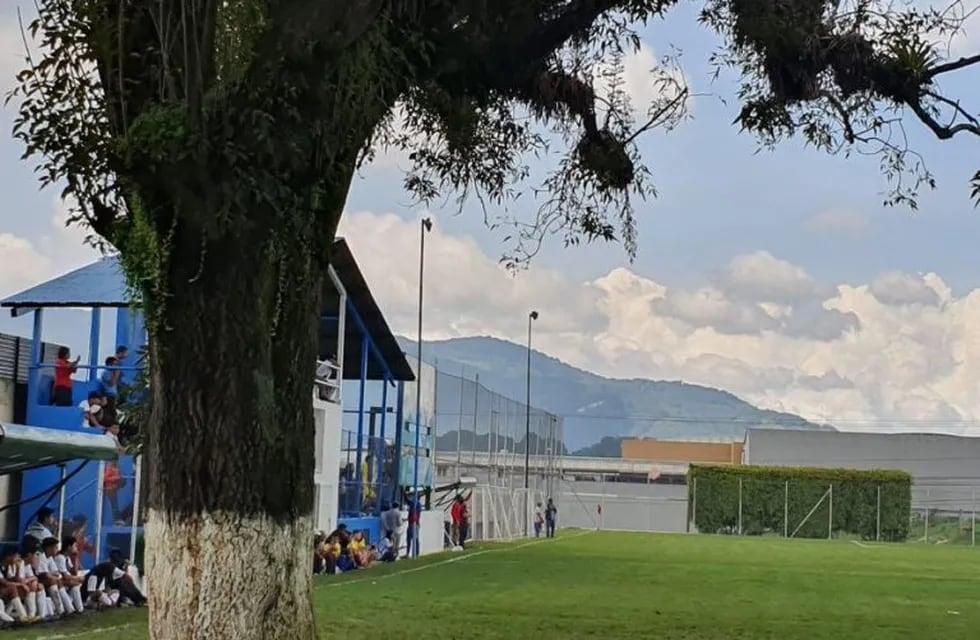 Árbol en cancha de fútbol (Foto: La Red).