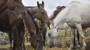 Buscan colaboradores para una asociación maipucina que rescata caballos maltratados o abandonados