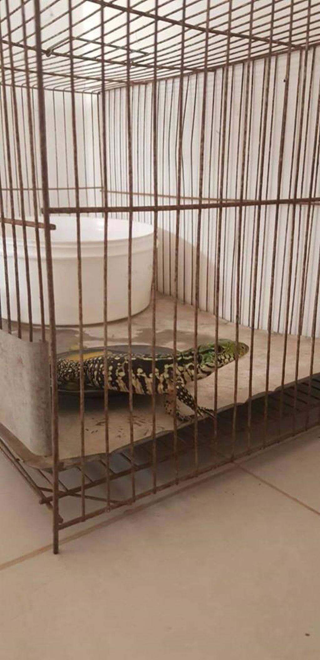 El lagarto hallado en una encomienda en la Terminal de Ómnibus de Azul.