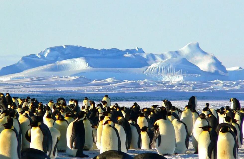 Pingüino Emperador - Antártida.