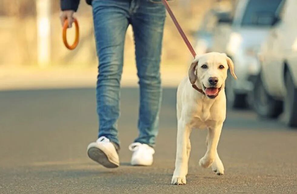 Perros paseos