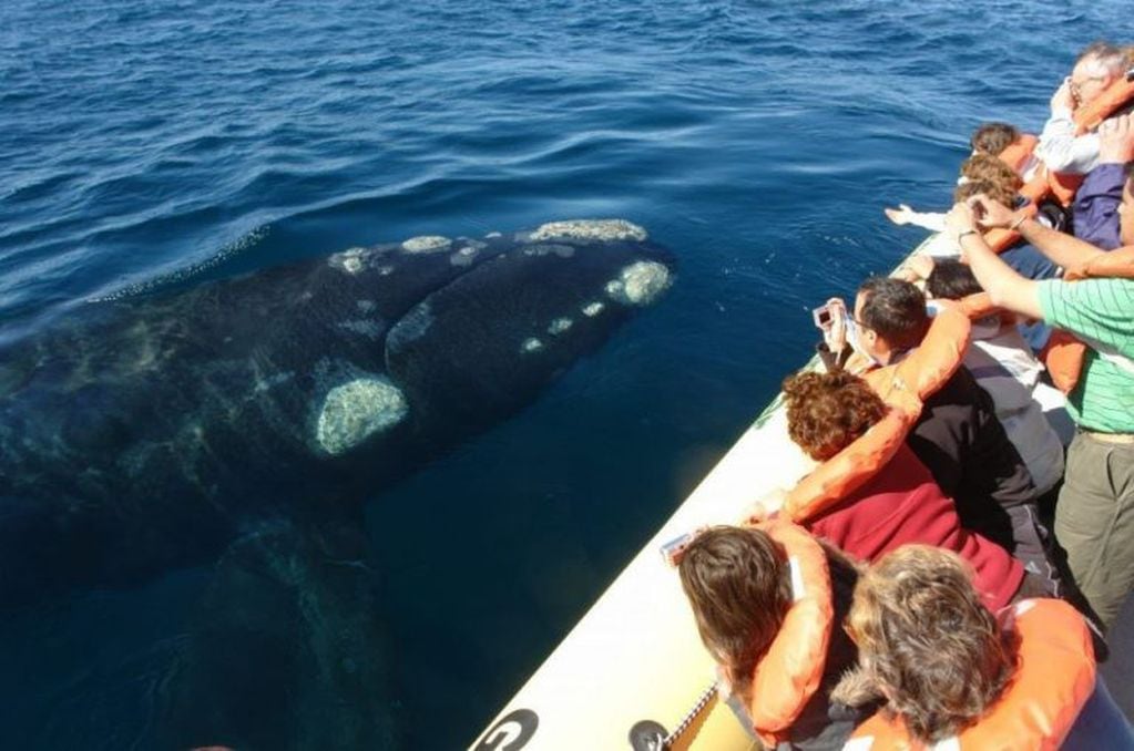 Avistaje de ballenas en Península de Valdés.