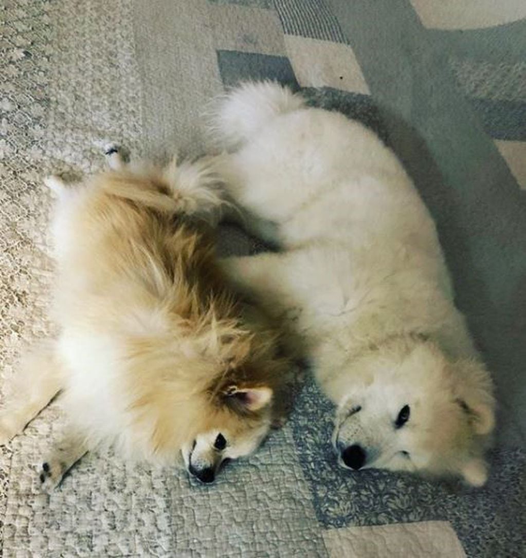 Aarón y Cris, los perros de la familia Mendoza. (Instagram/@aaroncrismendoza)