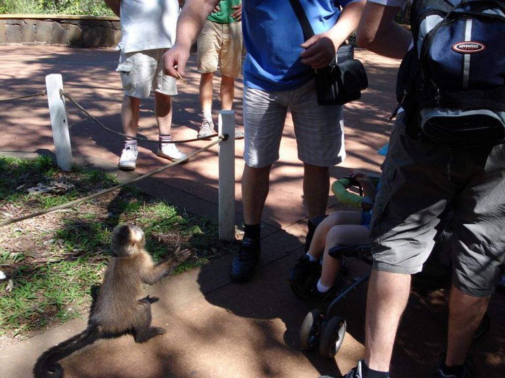 Mala costumbre de turistas dando papitas fritas o golosinas a los monos caí de Cataratas. (WEB)