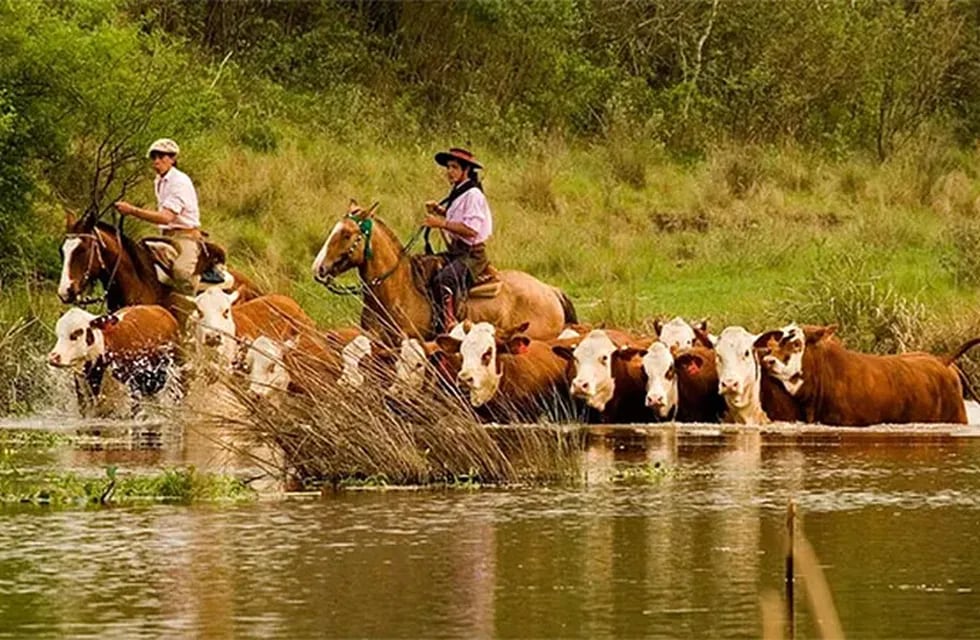 Productores ganaderos trasladan sus animales
